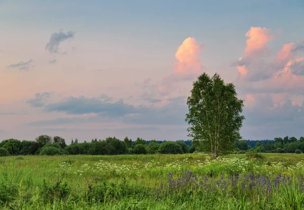 Árvore solitária no campo de verão sob o céu por do sol — Fotografia de Stock
