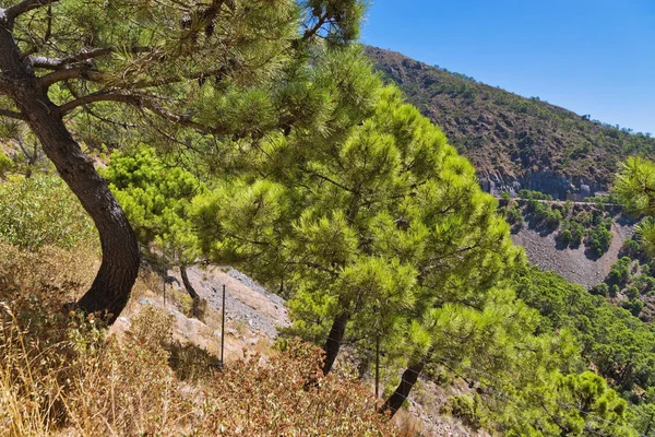 Alberi sul pendio della montagna contro il cielo blu . — Foto Stock