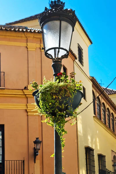 Lanterna com vaso com planta no fundo da casa velha — Fotografia de Stock