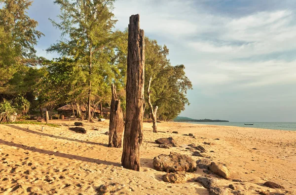 Dead tree trunk on beach — Stock Photo, Image