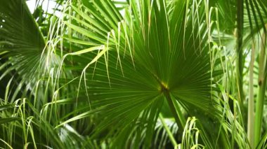 Palmiye yaprakları ile tropikal yağmur