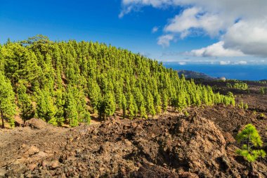 Pine grove Teide Milli Parkı, Tenerife, Kanarya Adaları, İspanya 