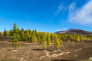 Pine grove Teide Milli Parkı, Tenerife, Kanarya Adaları, İspanya 