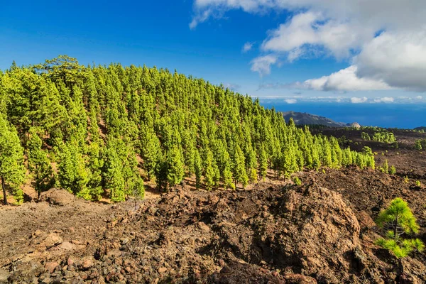 Pinèdes Teide National Park Tenerife Îles Canaries Espagne — Photo