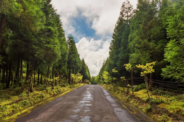 在葡萄牙亚速尔的圣米格尔岛上 一条空旷的道路正穿过美丽的森林 — 图库照片