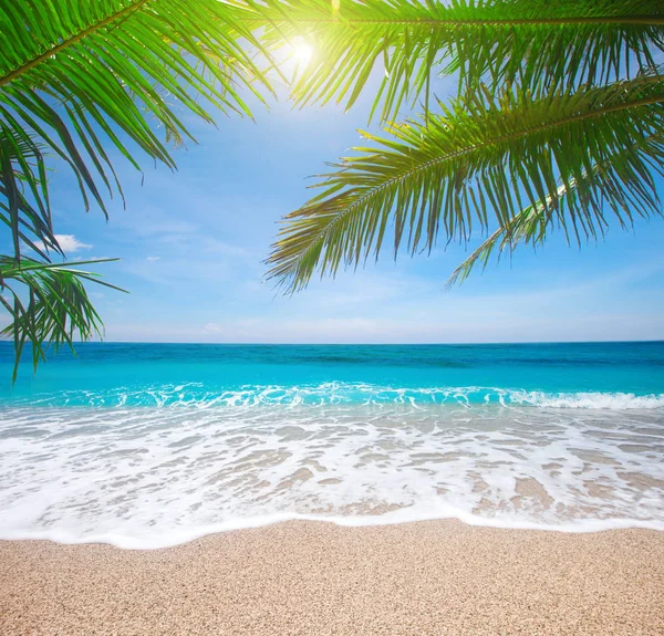 Tropical Beach Coconut Palm — Stock Photo, Image