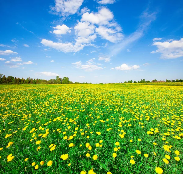 Gele Bloemen Weide Onder Bewolkte Blauwe Hemel Stockfoto