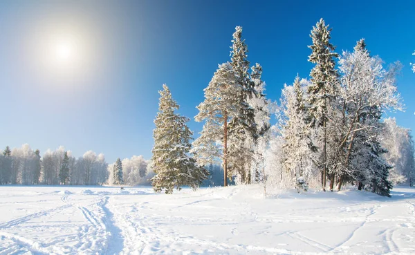 Winter park. Panorama, nature background