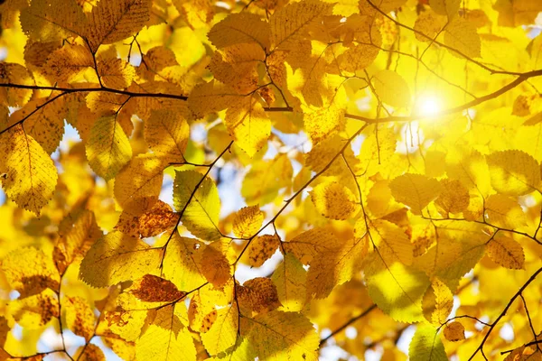 Yellow Autumn Leaves Nature Background — Stock Photo, Image