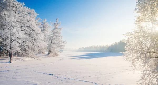 Vackra Snöiga Vinter Park Med Blå Himmel — Stockfoto