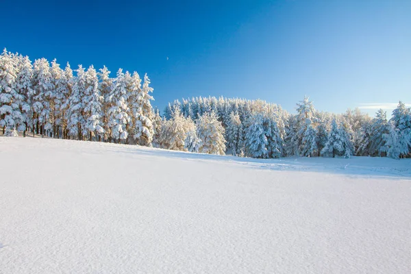 Vinterparken Panorama Naturen Vacker Utsikt — Stockfoto