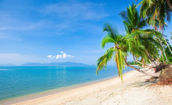 Praia Coqueiro Plm Árvore — Fotografia de Stock