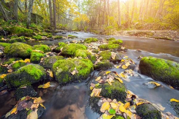 Řeka Podzim Lesa — Stock fotografie