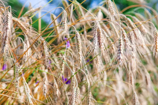 Grain Dans Champ Agricole Soleil — Photo