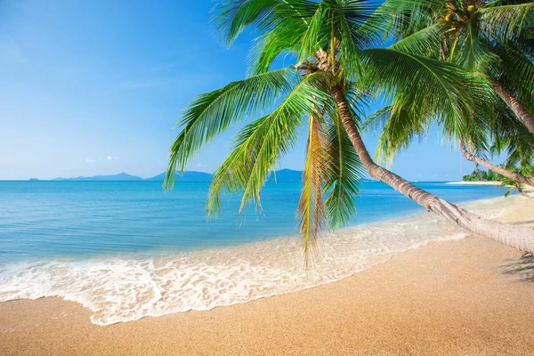 Spiaggia e palma di cocco — Foto Stock