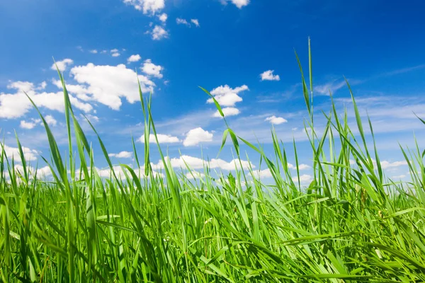 Зеленая Трава Солнце — стоковое фото