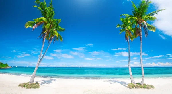 Panoramic tropical beach with coconut palm — Stock Photo, Image
