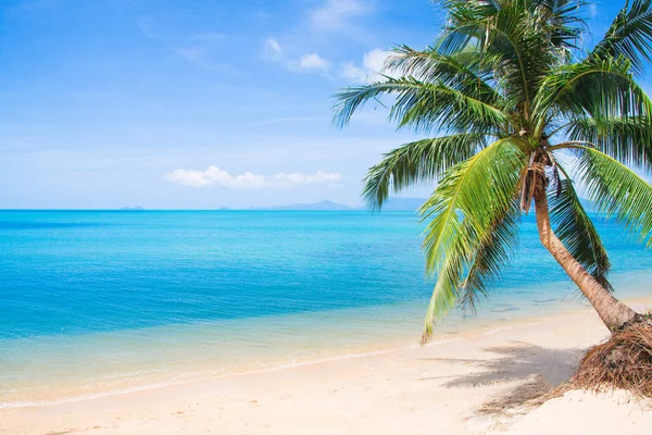 Пляж и кокосовая пальма — стоковое фото