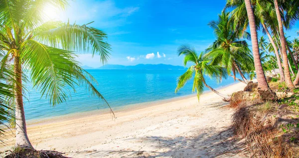 Bela praia tropical e coqueiros, Koh Samui, Tailândia — Fotografia de Stock