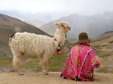 Lama in Peruvian Andes clipart