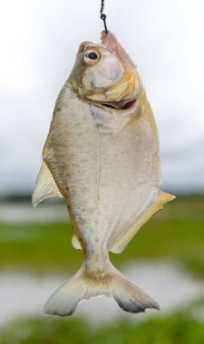 Piranha balık Nehri Amazon yakaladı