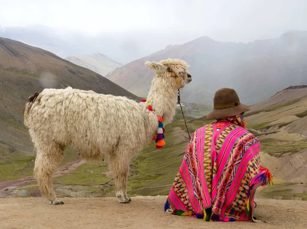 Peru Andes Lama