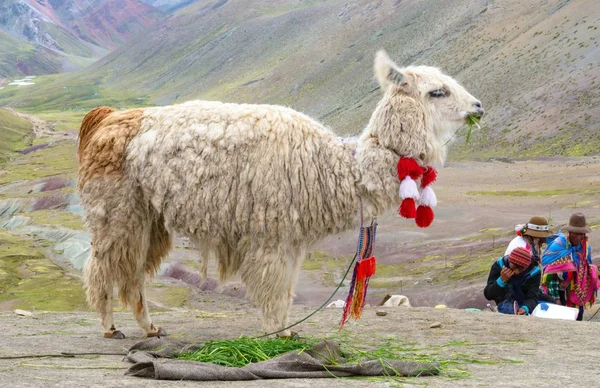 Lama Andes Peruanos — Fotografia de Stock