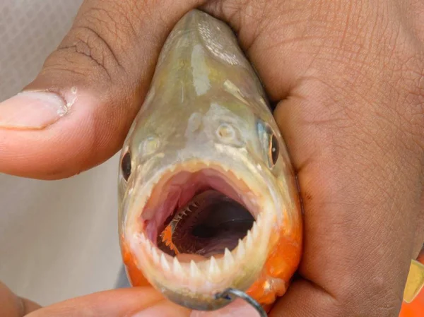 Piranha Balık Nehri Amazon Yakaladı — Stok fotoğraf