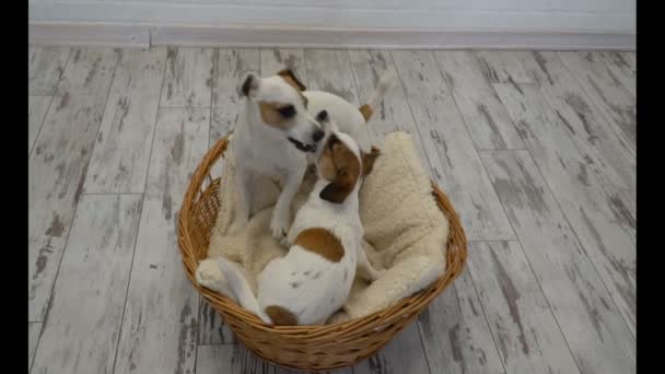 Dos perros jugando en casa — Vídeo de stock