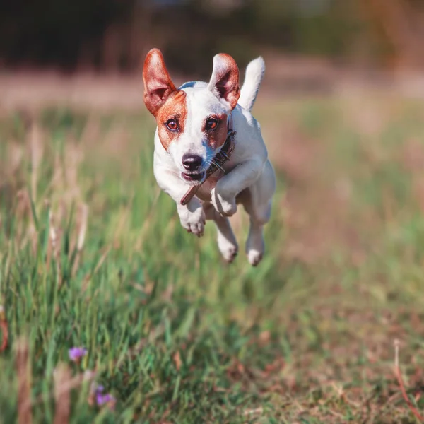 Perro Corriendo Mascota Saltando Otoño — Foto de Stock