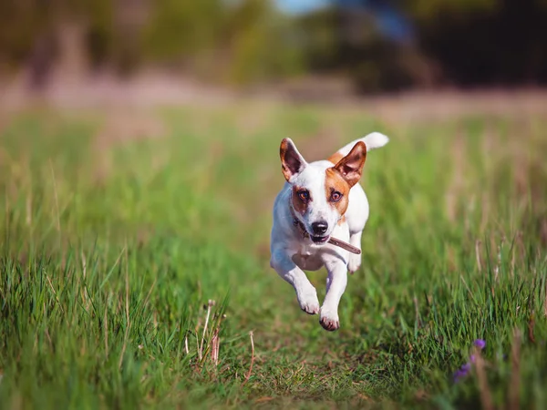 Hond Uitgevoerd Huisdier Springen Herfst — Stockfoto