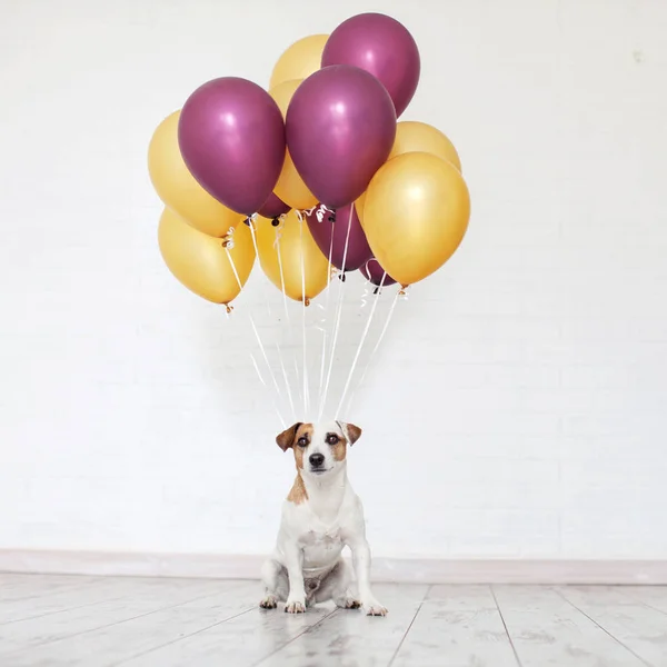 Dog with a balloon. Pet holiday. Birthday