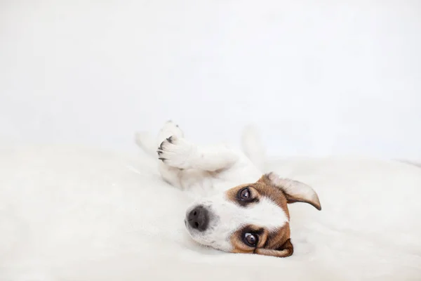 Ładny Pies Szczeniak Leżąc Łóżku — Zdjęcie stockowe