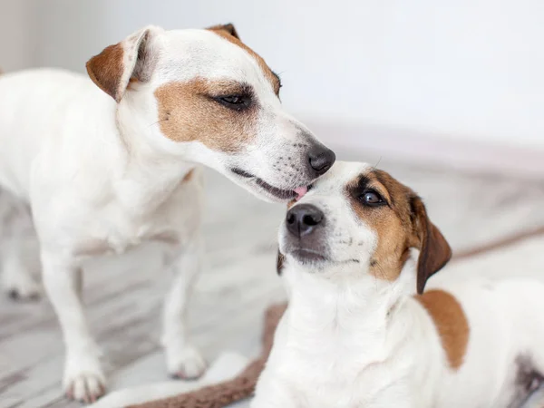 Cane Leccare Cane Animali Domestici Amore — Foto Stock