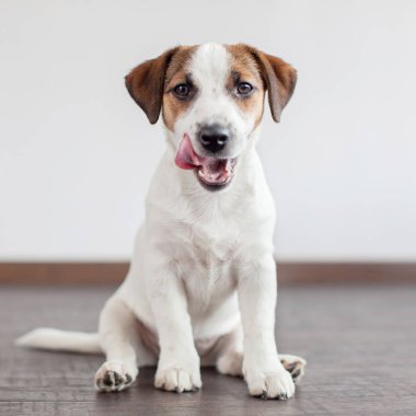 Köpek yere oturma. Evde evcil hayvan. Köpek yavrusu yaladı