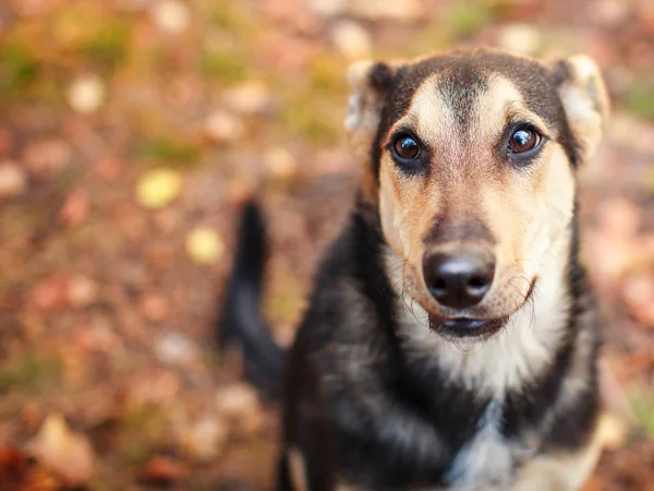 Homeles Dog Outdoors Pet Autumn — Stock Photo, Image