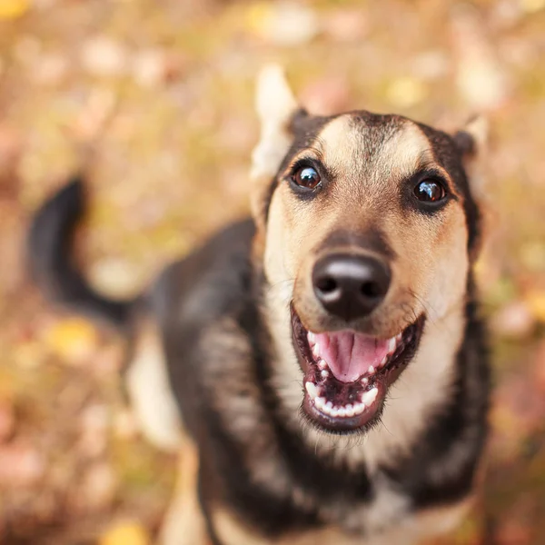 Homeles Dog Outdoors Pet Autumn — Stock Photo, Image