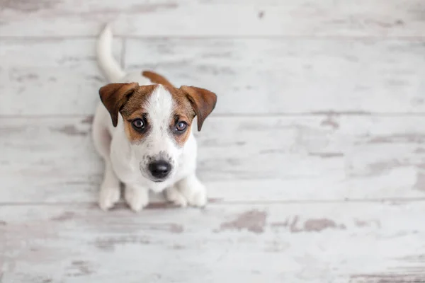 Pies Siedzi Drewnianej Podłodze Szczeniak Jack Russell Terrier Patrząc Górę — Zdjęcie stockowe