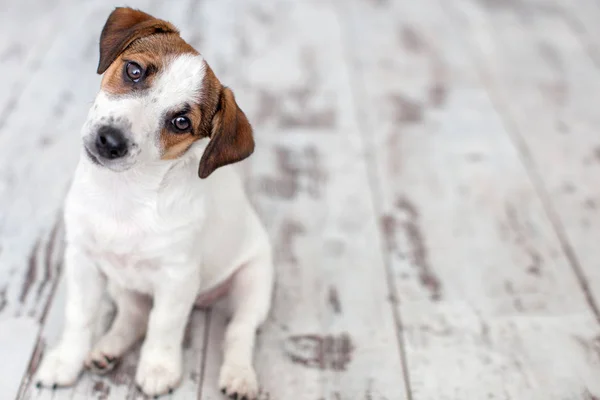 Dog Sitting Wooden Floor Puppy Jack Russell Terrier Looking — Stock Photo, Image