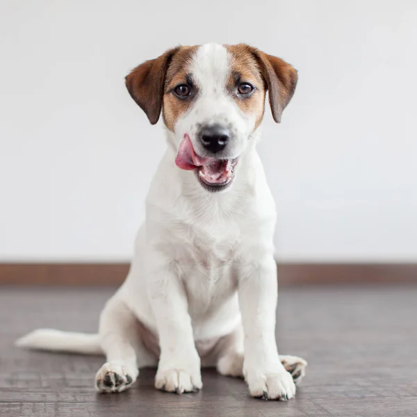 Cane Seduto Sul Pavimento Animali Domestici Casa Cucciolo Leccato — Foto Stock