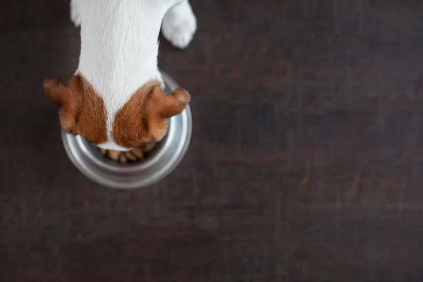 Cão Comendo Comida Tigela Filhote Cachorro Jackrussell Terier Com Cães — Fotografia de Stock