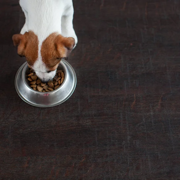 Dog eating food from bowl. Puppy jackrussell terier with dogs food