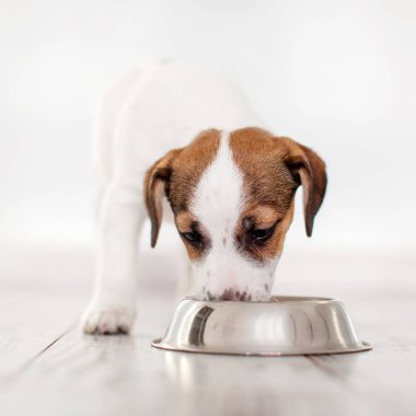 Köpek kaseden yemek yiyor. Köpek yavrusu Jackrussell Terier ve köpek maması.