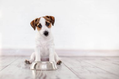 Köpek kaseden yemek yiyor. Köpek yavrusu Jackrussell Terier ve köpek maması.