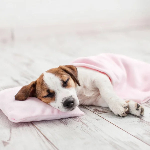 Cachorro Dormido Sobre Una Almohada Pequeña Perro Jack Russell Casa — Foto de Stock