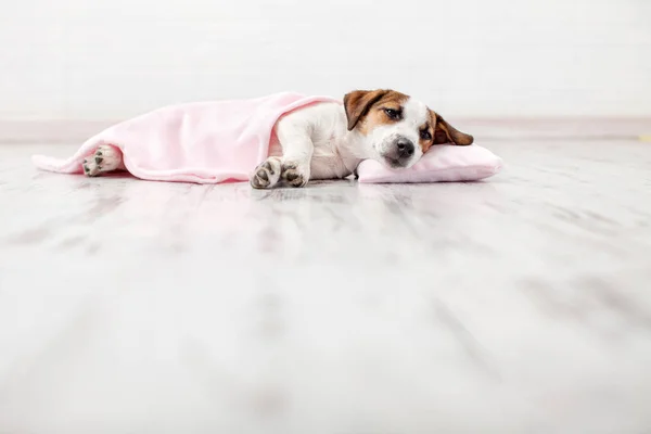 Κουτάβι Κοιμάται Στο Μικρό Μαξιλάρι Σκύλος Τζακ Ράσελ Στο Σπίτι — Φωτογραφία Αρχείου