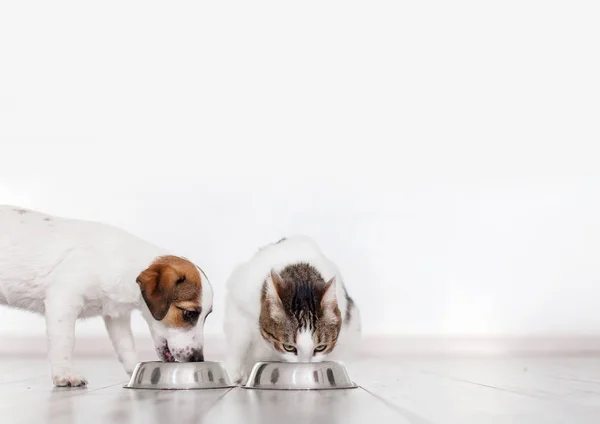Собака Кіт Їдять Їжу Цуценята Їдять Собак Домашні Тварини — стокове фото