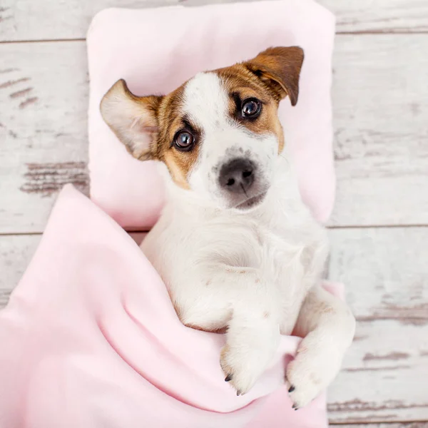 Cachorro Dormido Sobre Una Almohada Pequeña Perro Jack Russell Casa — Foto de Stock