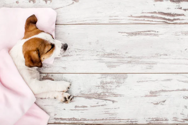 Cachorro Dormido Sobre Una Almohada Pequeña Perro Jack Russell Casa — Foto de Stock