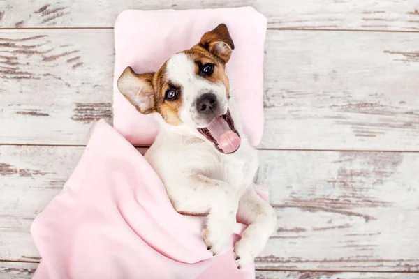 Cachorro Dormido Sobre Una Almohada Pequeña Perro Jack Russell Casa — Foto de Stock